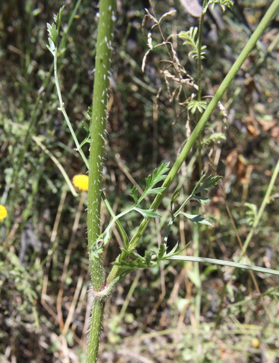 Daucus carota s.l. / Carota selvatica